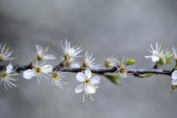 Apple Tree flowering in Spring
