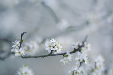 Apple Tree flowering in Spring
