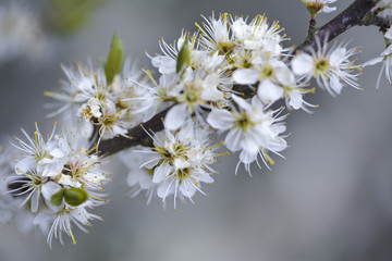 Apple Tree flowering in Spring