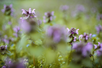 Small purple and lilac blossoms