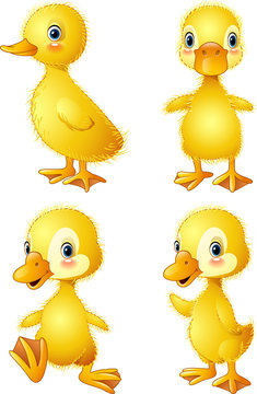 Funny duck collection set