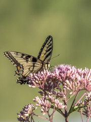 Eastern tiger swallowtail, Papilio glaucus