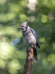 blue jay, Cyanocitta cristata