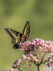 Eastern tiger swallowtail, Papilio glaucus