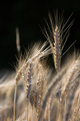 Erntereifes Getreide
