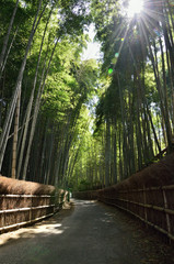 Pathway through bamboo woods, Kyoto Japan
竹林の小道
