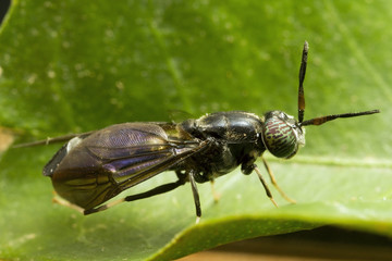 Soldier fly close up