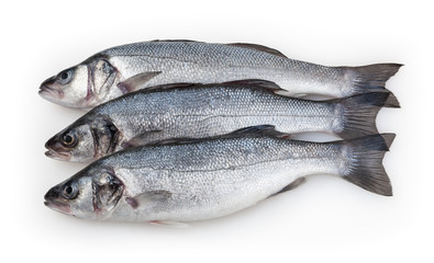 Seabasses isolated on white background with clipping path