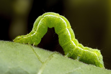 A small green caterpillar © gordzam