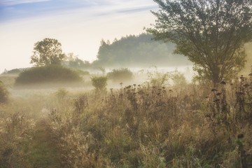 countryside  with fog in the morning