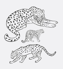 Leopard wild mammal animal sketch. Good use for symbol, logo, web icon, mascot, illustration, sticker, sign, or any design you want.
