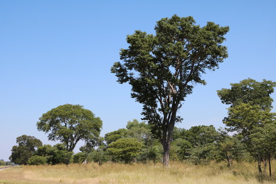 Marula tree in Botswana, Africa