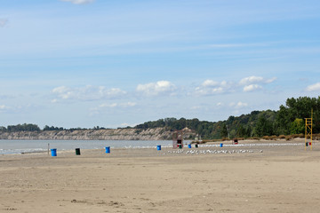 Beach scene with gulls clouds cliffs and trees