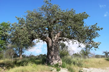 Papier Peint photo Baobab Adansonia digitata au Botswana, Afrique