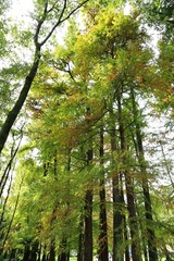 色付き始めた松の木