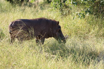 Warthog in the bush in Botswana, Africa