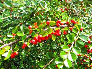 Berries on a hawthorn bush on autumn