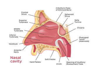 Fototapeta premium Nasal cavity . vector illustration of Human Nose diagram . inside of nose
