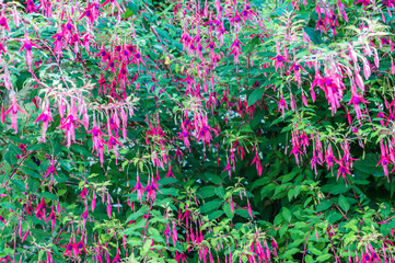 purple and pink flowers