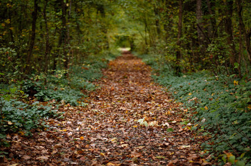 Autumn scene with a footpath in the forest
