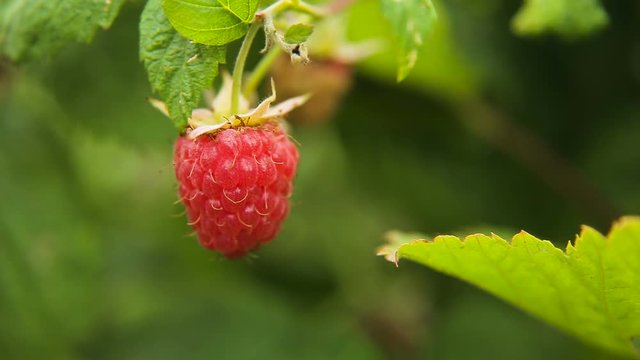 Close up view of a ripe red raspberry fruit in a garden.Ripe raspberry in the garden,macro.