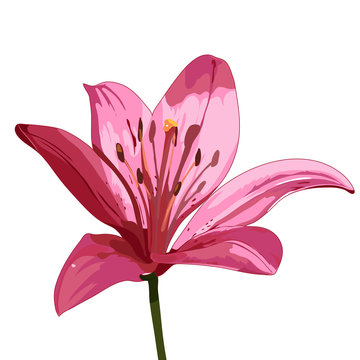 pink lily. vector isolated image
