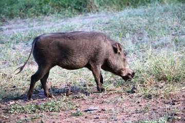 Warthog male, Botswana Africa