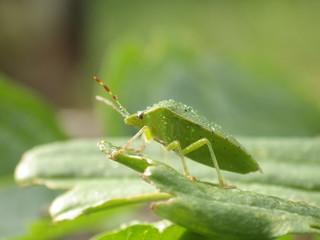 Chinch Bug in nature
