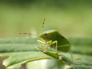 Chinch Bug in nature
