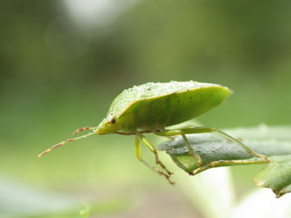 Chinch Bug in nature