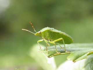 Chinch Bug in nature