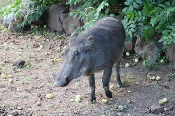 Warthog like to eat Marula fruit, Botswana Africa