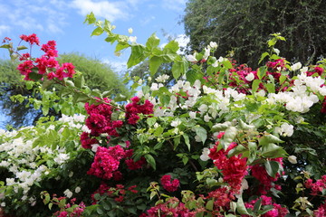 Colorful garden hedge of the Bougainvillee in Botswana, Afrika 