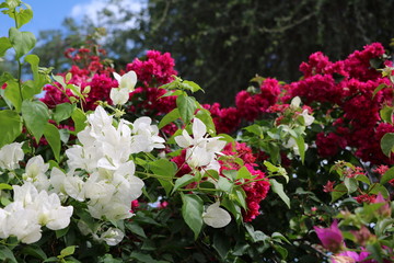 Colorful hedge of Bougainvillee flowers in Botswana, Afrika 