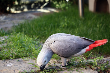 African gray parrot eating