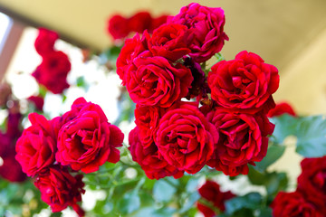 Rosen