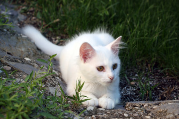 Naklejka na ściany i meble Little white cat in grass