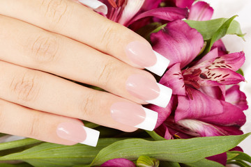Hand with long artificial french manicured nails on Alstroemeria lily flowers background