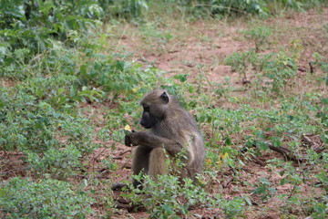 Monkey holding Marula fruit in hands in Chobe National Park, Botswana Africa,