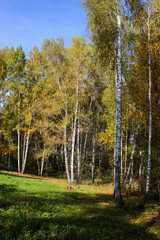 Tall slender white birch trunks in a golden dress  Russian autum