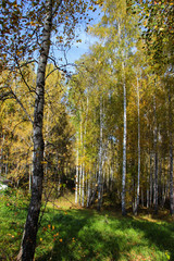 Tall slender white birch trunks in a golden dress  Russian autum