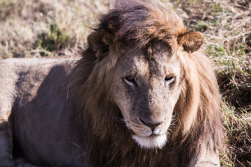 lion in Masai Mara Kenya, Africa