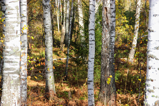 Tall slender white birch trunks in a golden dress  Russian autum