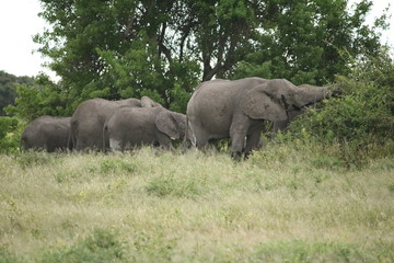 Naklejka premium Elephant herd eats in the evening at Chobe National Park, Botswana Africa