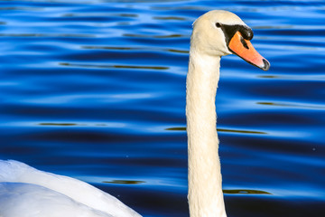 Swan swimming in the Serpentine Lake in Hyde Park, London