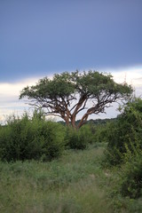 Safari in Chobe National Park, view to acacia tree with leopard, Botswana Africa