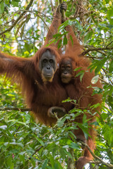 Two quiet adult orangutan hanging close together on a branch (Bohorok, Indonesia)