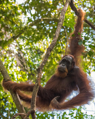 Red hairy orangutan calmly looking straight (Bohorok, Indonesia)
