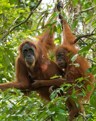 Two quiet adult orangutan cuddling on a branch (Bohorok, Indonesia)