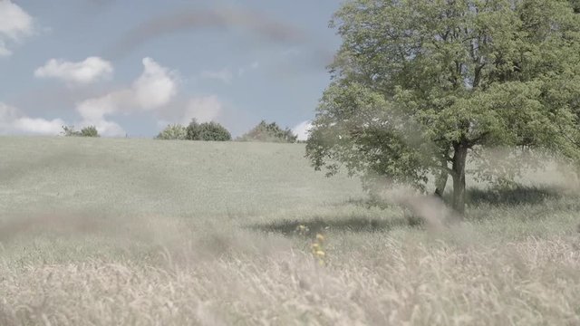 summer day on countryside with wheat and tree, s-log2